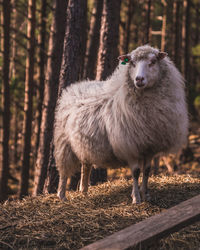 Sheep standing in a field