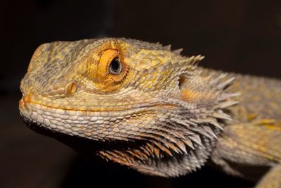 Close-up of bearded dragon on field