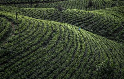 Scenic view of tea field