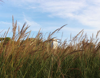 Scenic view of wheat field against sky