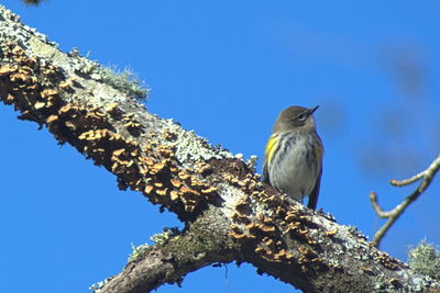 Low angle view of bird perching on tree against clear blue sky