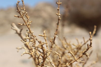 Close-up of flowering plant