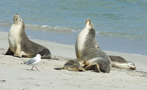 Seal bay, kangaroo island, australia