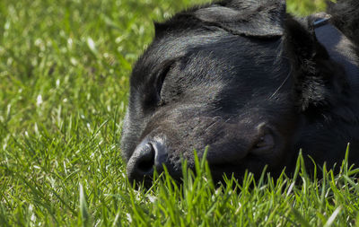 Close-up of rabbit on grassy field