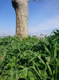 Low angle view of trees growing on field against sky