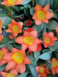 High angle view of flowering plants