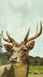 Portrait of giraffe on field against sky