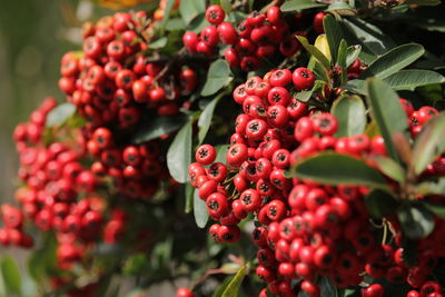 Close-up of berries growing on tree