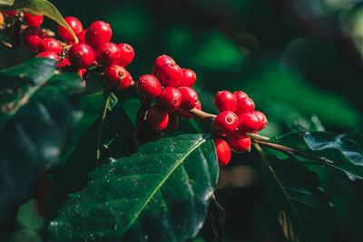 Close-up of red berries growing on tree