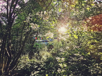 Sun shining through trees in forest