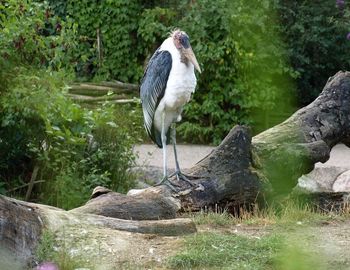 High angle view of gray heron perching on rock