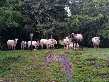 Cows on field against trees