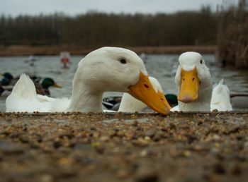 Close-up of birds on the lake