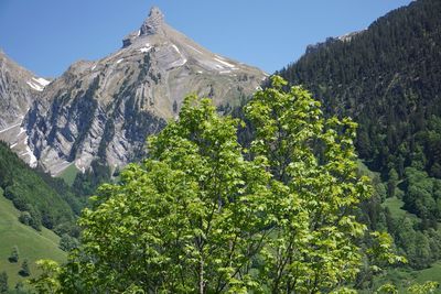 Low angle view of plants and mountains against sky