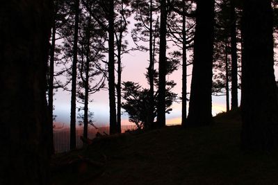 Silhouette trees on field against sky at forest