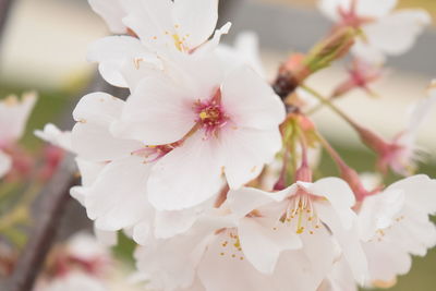 Close-up of pink cherry blossom