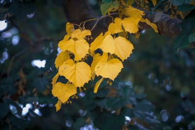 Close-up of yellow flowering plant