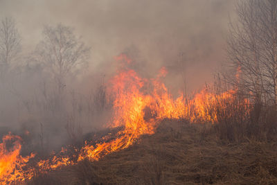 Panoramic view of fire in forest