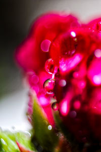 Close-up of pink rose flower