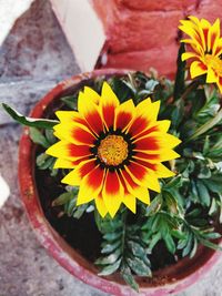 Close-up of yellow flower blooming outdoors