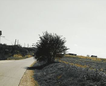 Empty road along trees