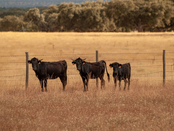 Horses in a field