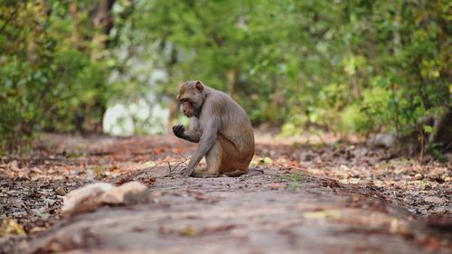 Monkey sitting on land in forest