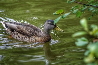 Close-up of duck swimming in lake