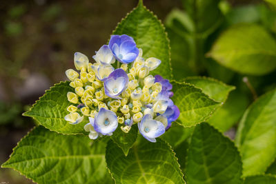 Close-up of purple flowering plant