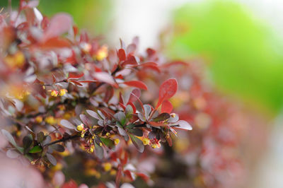 Close-up of red flowering plant during autumn