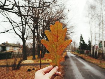 Person holding maple leaves during autumn