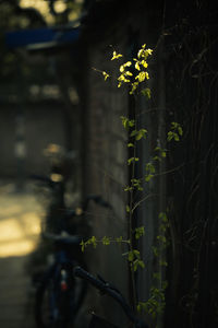 Close-up of flowering plant