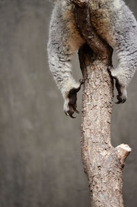 Close-up of lizard on tree trunk