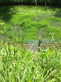 Plants growing on grassy field