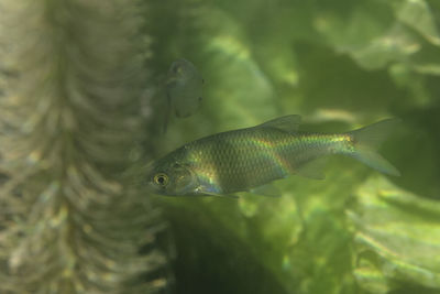 Fish on krka river