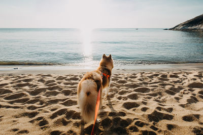 View of dog on beach