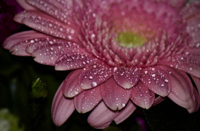 Close-up of wet pink flower blooming outdoors