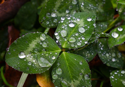 Close-up of wet plant leaves during rainy season