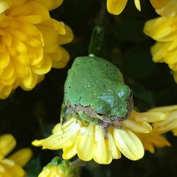 Close-up of insect on yellow flower