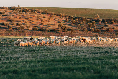 Flock of sheep standing on grassy field