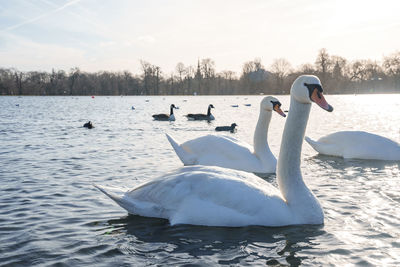 Swans swimming in lake