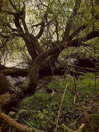 Trees in forest