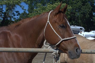 Close-up of horse standing on tree