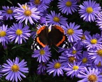 Close-up of butterfly pollinating flowers