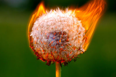 Close-up of dandelion against orange sky