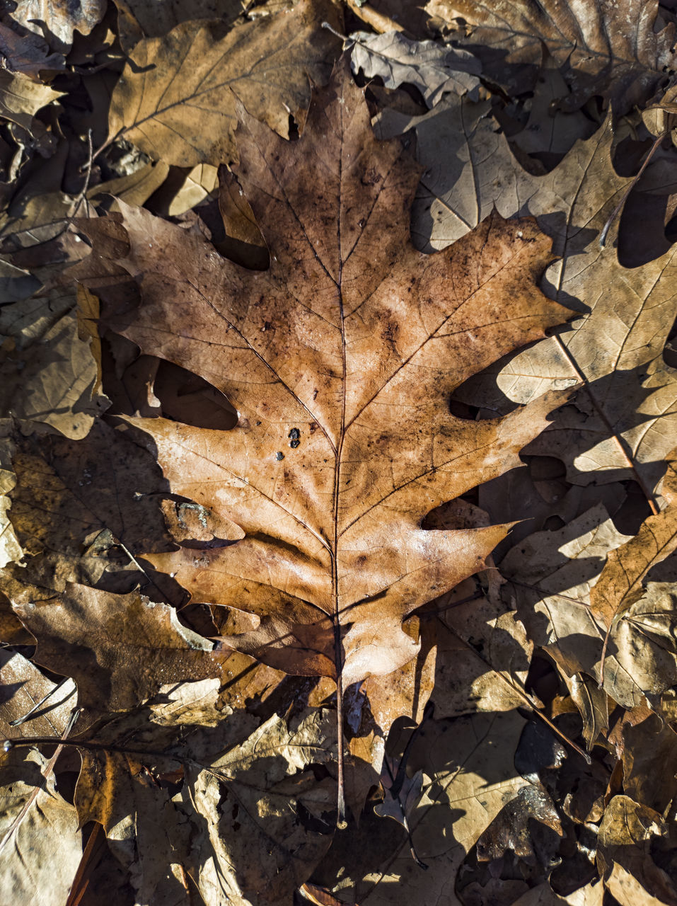 HIGH ANGLE VIEW OF DRY MAPLE LEAVES ON ROAD