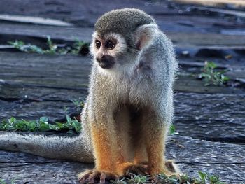 Close-up of monkey looking away