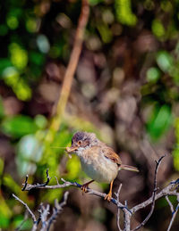 Close-up of bird perching on branch