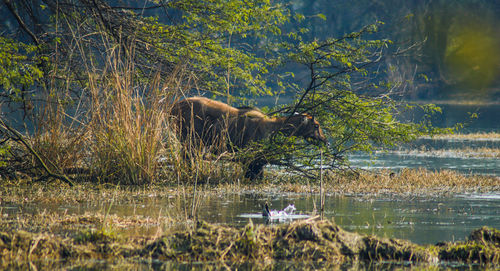 Side view of an animal against lake