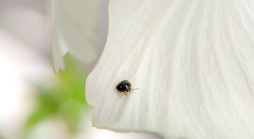 Close-up of ladybug on white flower